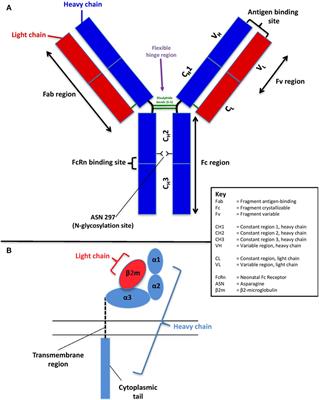 Factors Affecting the FcRn-Mediated Transplacental Transfer of Antibodies and Implications for Vaccination in Pregnancy